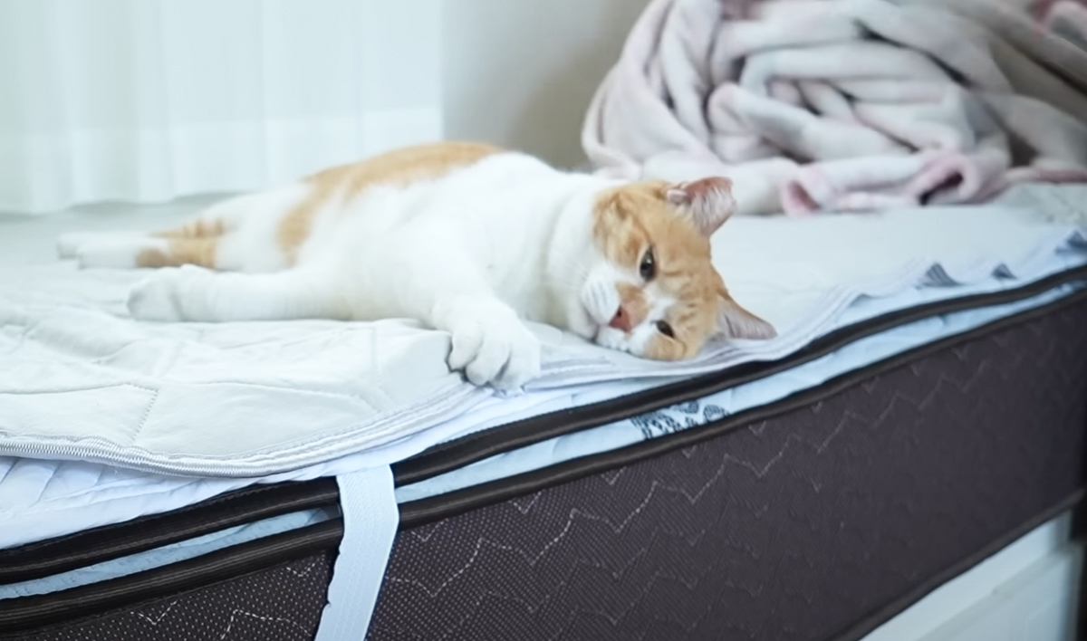 『大好きなお姉ちゃんが帰ってこない』ことに気づいた猫…帰りを待ち続ける姿に涙が出ると70万再生「じーんときた」「家族愛を感じる」