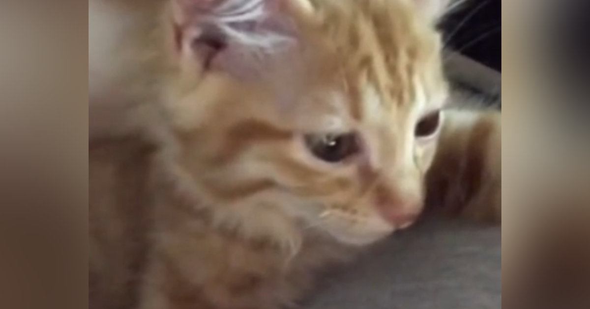 保護されたばかりの子猫→夜になると、しがみつくように眠って…「胸がいっぱいになった」「寂しかったよね」涙あふれる光景が55万再生