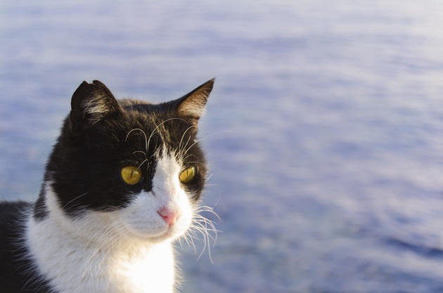 猫の耳がカットされている！野良猫の不妊手術を行うTNRとは