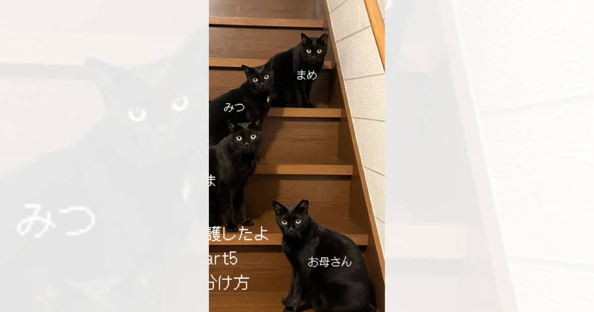 『黒猫4匹の見分け方』を解説してみた結果…「絶対無理で声出たｗ」「情報量が多すぎるｗ」思わず爆笑の違いがわからない光景が61万再生