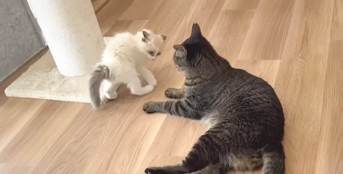 弱弱しかったラグドールの子猫を保護して１か月が経つと…驚きの『大変身』に「すごいｗｗ」「ずっとニヤけたｗ」と25万再生の反響