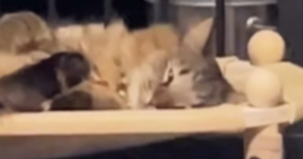 寒い冬、『薪ストーブ』をつけたら…完全に野生を失っている『ネコの様子』に爆笑の声続出「ローストされちゃうｗ」「最高の温かさだよねｗ」