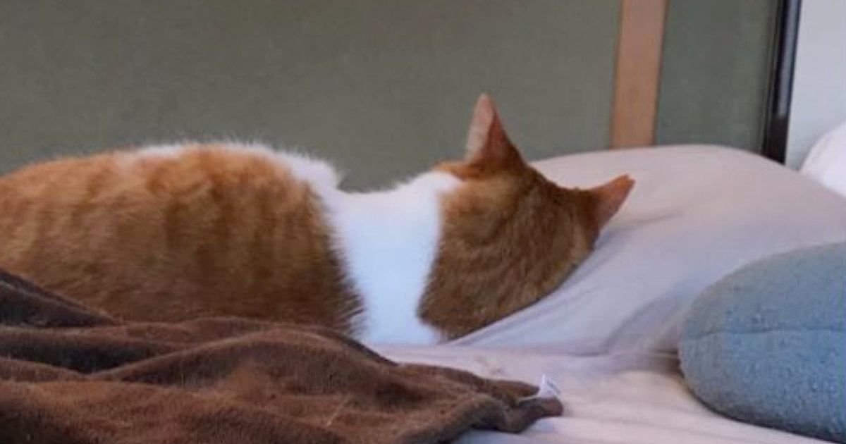 注射を打たれて『テンションが下がっていた先住猫』→翌日、後輩猫も打つと…まさかの光景に５万いいね「同じ背中ｗ」「もう完璧なシンクロ」