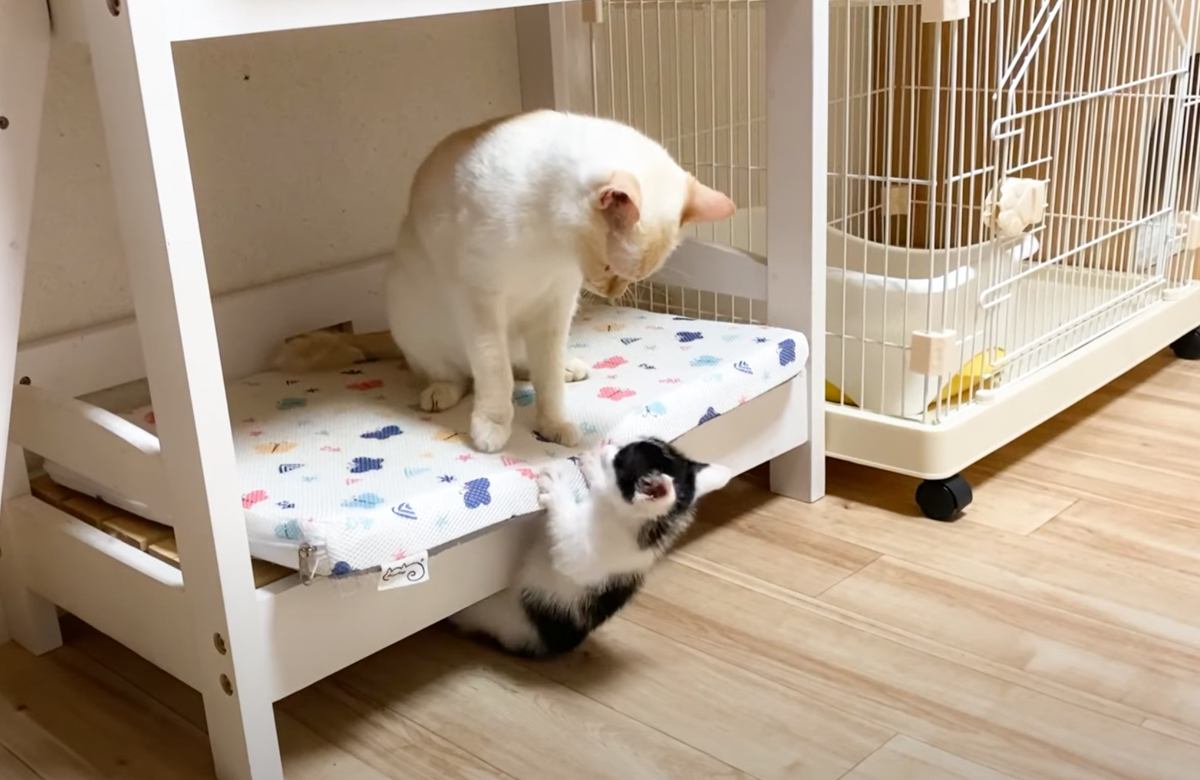 ベッドに登りたがる子猫を絶対に上がらせない先輩猫→まるで親のような『教育的指導』にほっこり「親子にしか見えない」「ママ偉い」