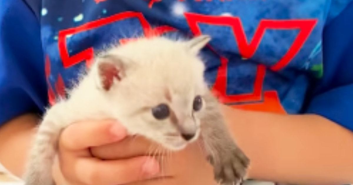 小さな男の子と子猫→仲良くなり、10か月が経つと…本当の兄弟のような『素敵な光景』が58万再生「いつまでも見ていたい」「成長したね」