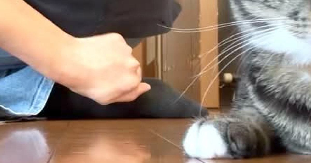 猫と追いかけっこ中、かかとを盛大にぶつけた飼い主→猫の顔を見てみると…まさかの光景に「顔ｗｗ」「現場からは以上です」と13万表示