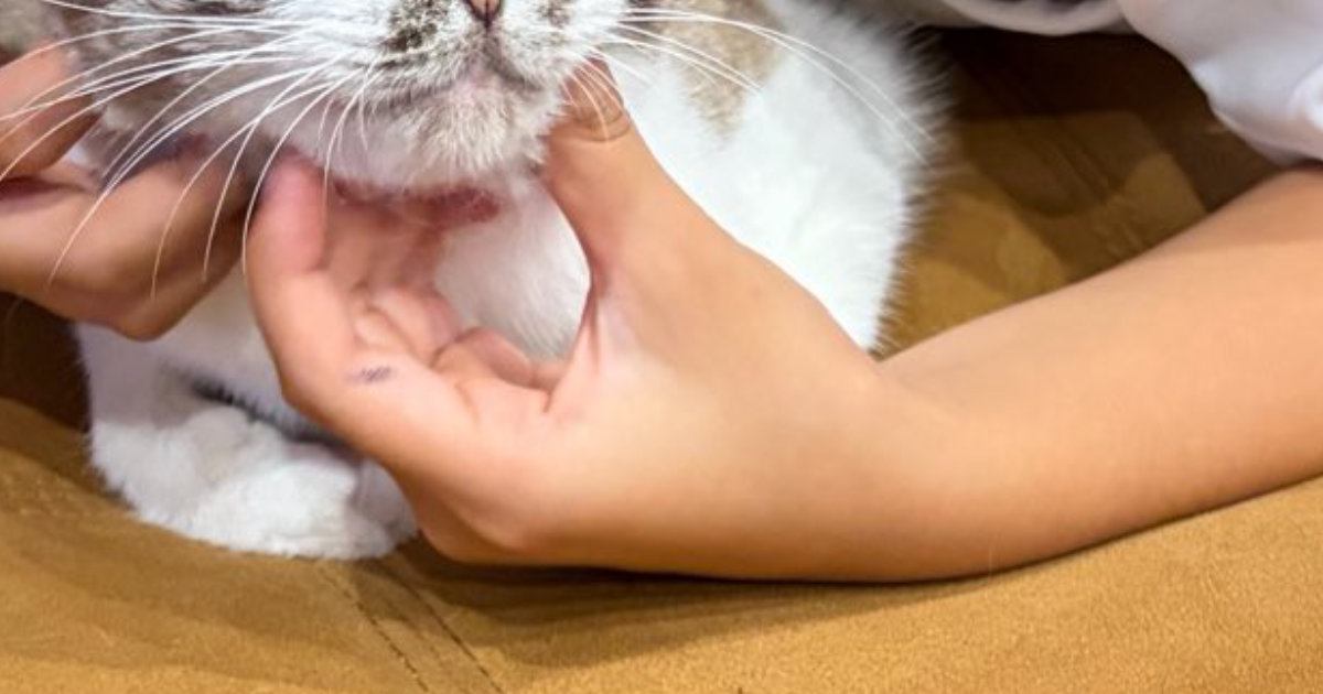 夏休みに突入した息子→大喜びで『猫』を抱きかかえたら…まさかの『猫の表情』に１万いいね「最高すぎるｗ」「巻き込まれてて可愛いｗ」