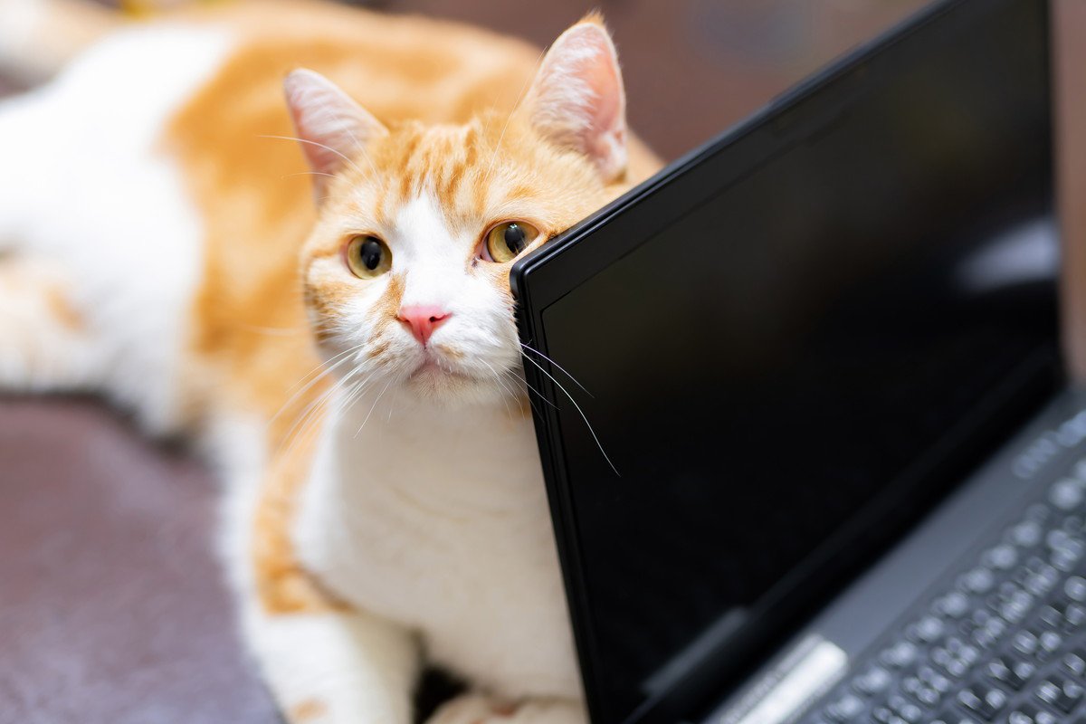 猫の行動で起こりうる『パソコントラブル』3選　故障を招く恐れも？予防するための方法も