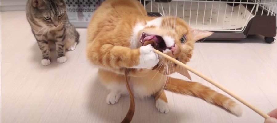 本気で急所を狙う！容赦なく噛んじゃう猫ちゃん