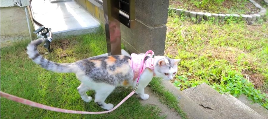 あの草も捨てがたい！猫ちゃんの裏庭食べ歩き♪