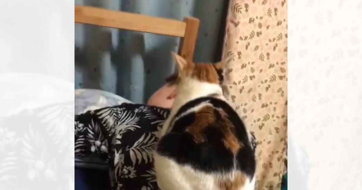 自分から乗ってきたくせに…男性が動くと→猫が見せたとんでもなく理不尽な行動に"大爆笑"149万再生「本当に面白い」「理不尽の極みｗ」