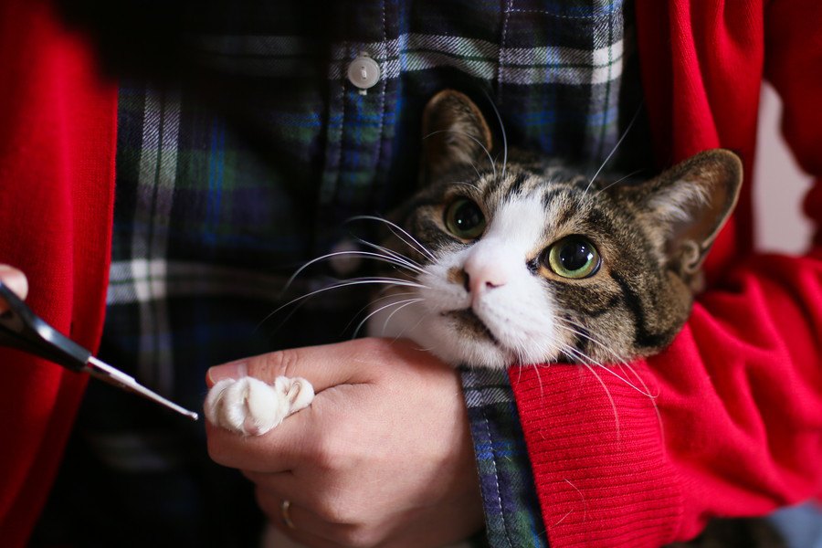 猫の爪切りおすすめな商品や選び方