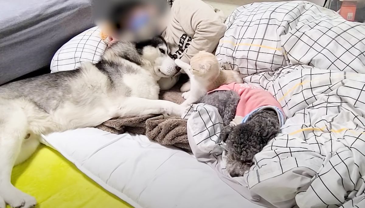 子猫とハスキー犬たちと『いっしょの布団で添い寝』してみた結果…羨ましすぎる光景が316万再生「うわぁ幸せそう」「楽園過ぎて涙出てきた」