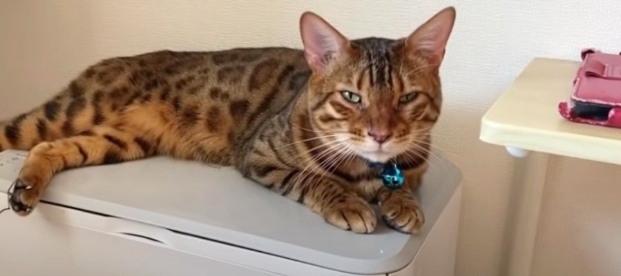 この部屋気になるニャ〜！ドアを開けて侵入する猫さんたち