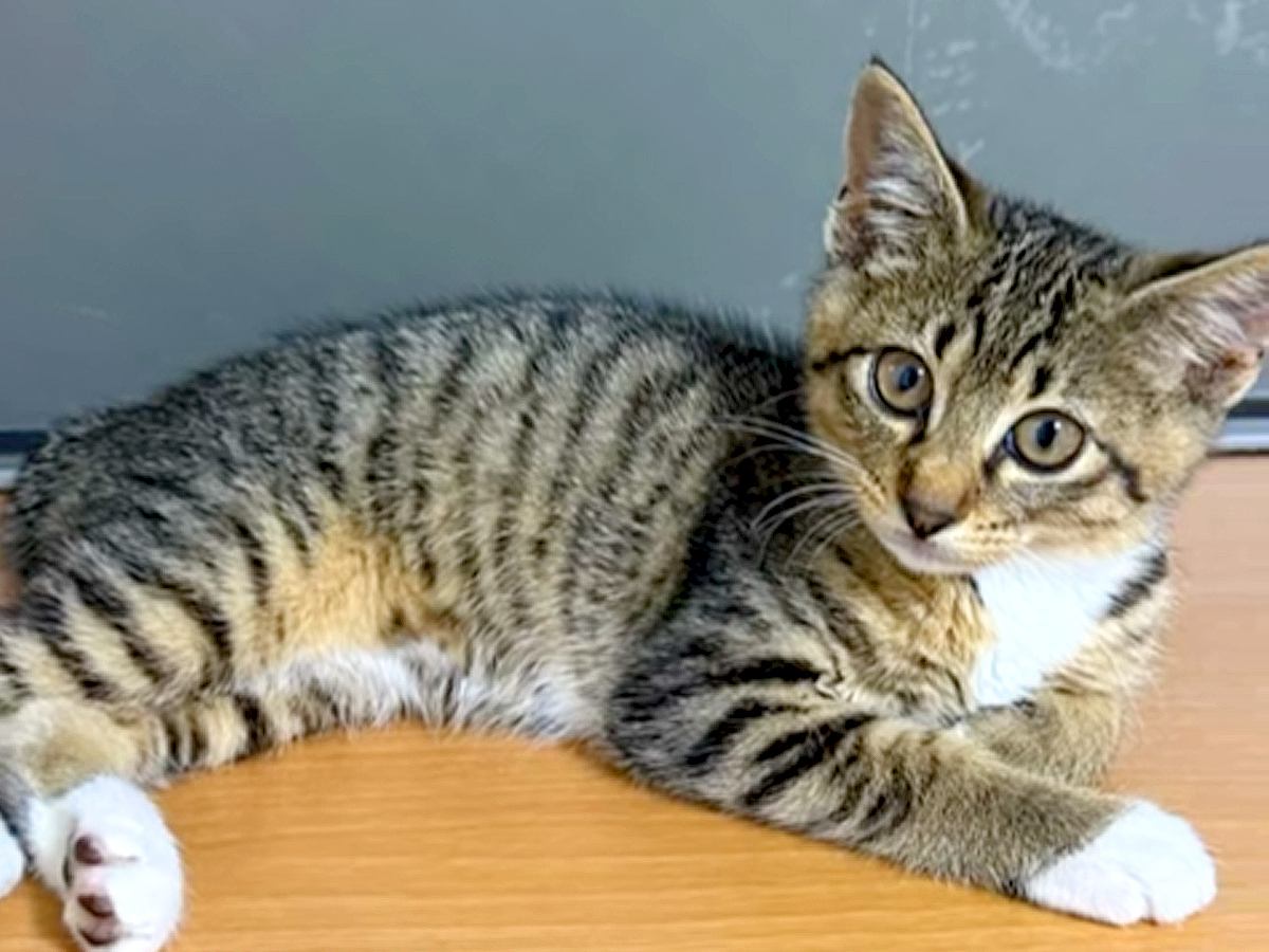 保護猫と３週間でお別れ→悲しんでいたら、『子猫の里親探し』を頼まれて…奇跡のような『運命の出会い』に感動「鳥肌立った」「猫の恩返し」