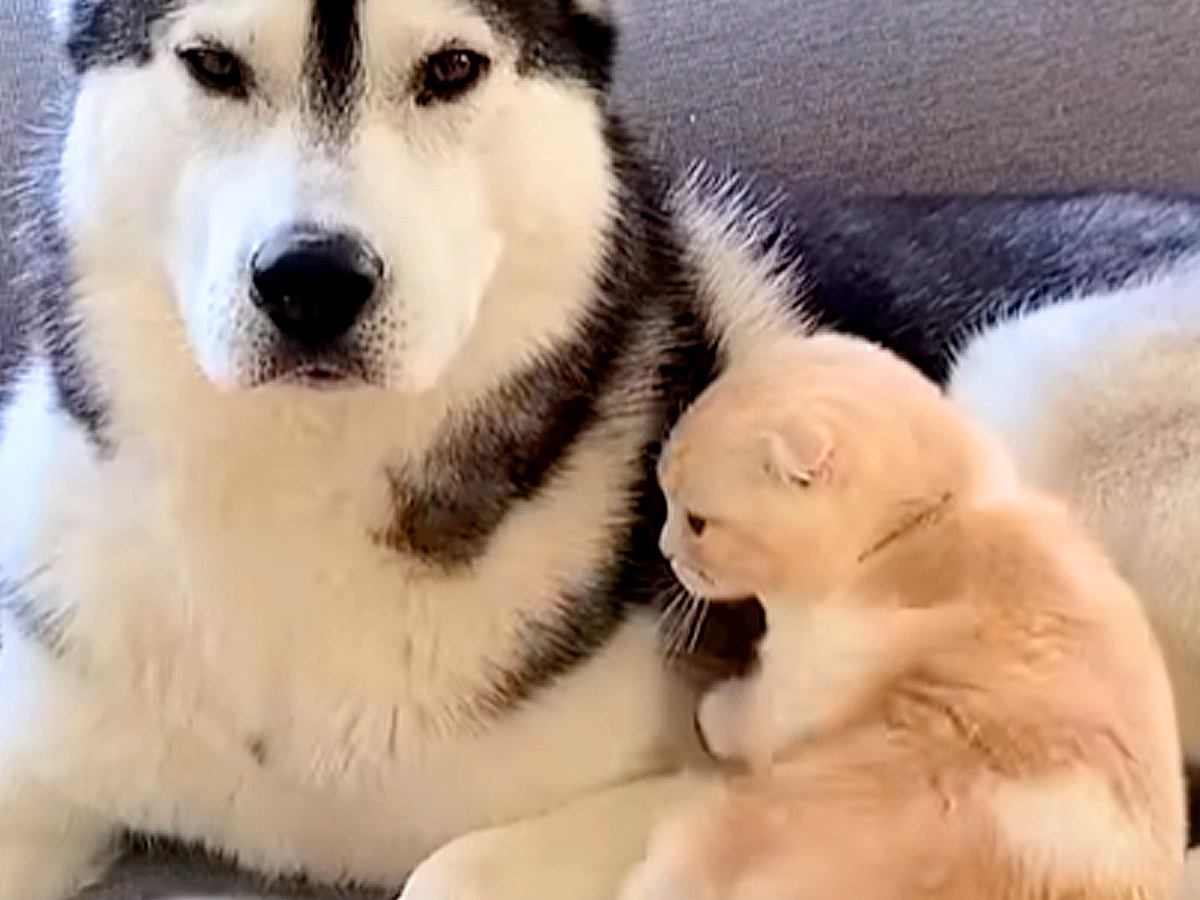 大型犬に育てられたネコ→隣に寄り添って…あまりにも尊い『相思相愛な光景』が1038万再生「愛って目に見えるんだな」「本当の親子みたい」