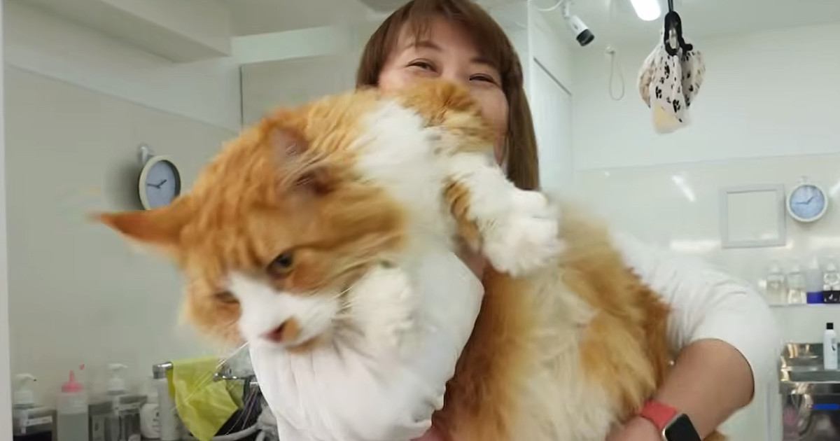 『10キロオーバーの大きな猫』をプロがシャンプー…驚きのサイズ感に「馬じゃんと呟いてしまった」「タオルが足りてないｗ」と43万再生