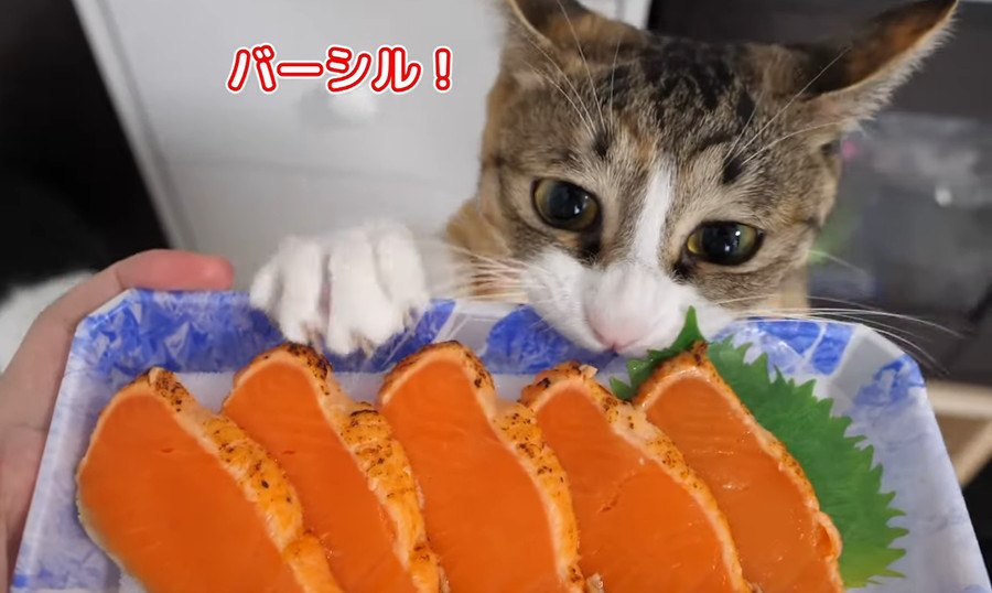 初めてのシルバーサーモン！猫ちゃん達の反応は？