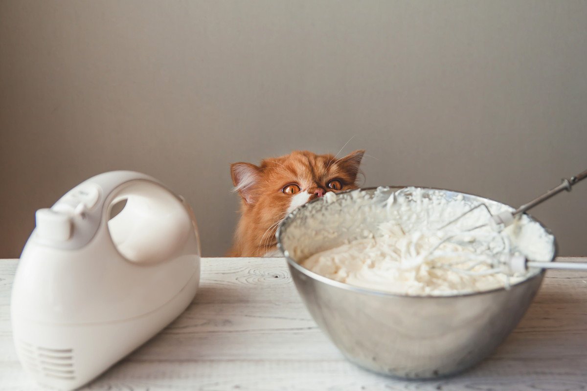 猫に『生クリーム』を与えても問題ない？知っておきたい3つの注意点から健康リスクまで