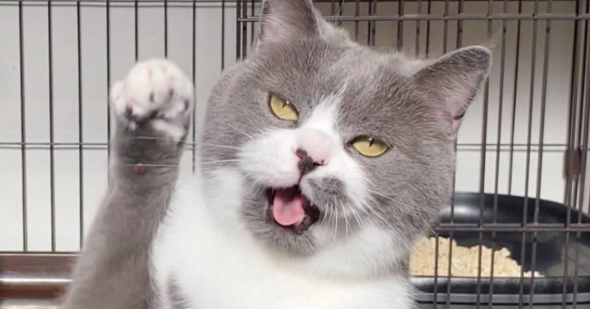 「夜中に爆笑してしまった」ケージの前で立ち上がった猫…あまりにも陽気すぎる様子に1万4000いいね「陽気なオッサンにしか見えないｗ」