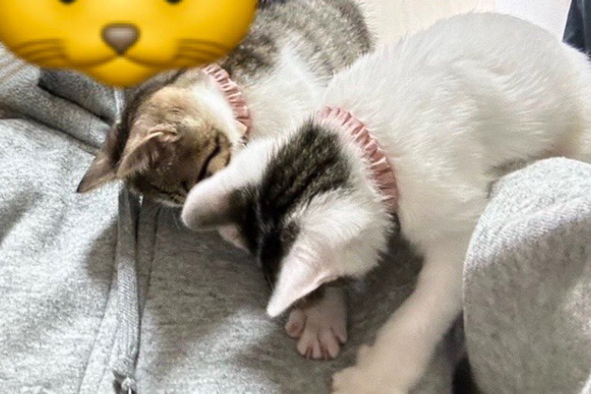 『人生で一番のモテ期だった…』猫の飼い主さんの肩を見てみると？→幸せすぎる尊い光景が4万1000いいね「両腕にはにゃ」「経験してみたい」