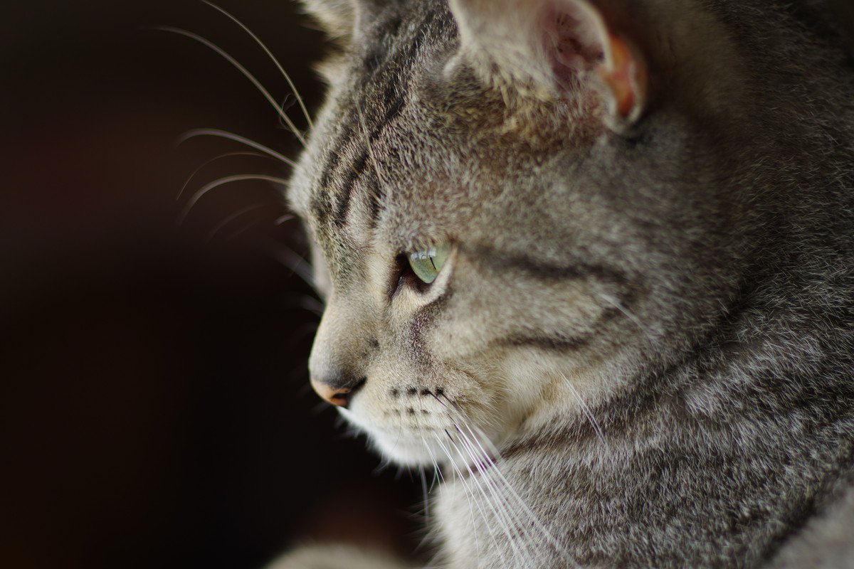 猫が『ため息をついている』ときの理由3選　読み取れる心理から注意すべきケースまで