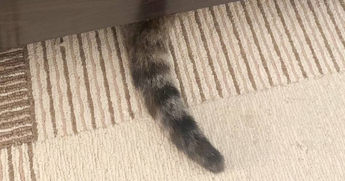 ふと床を見たら、『猫のしっぽ』が…落ちているように見える『驚きの光景』に4万いいね「なんとも可愛らしい」「完全に落ちてるw」
