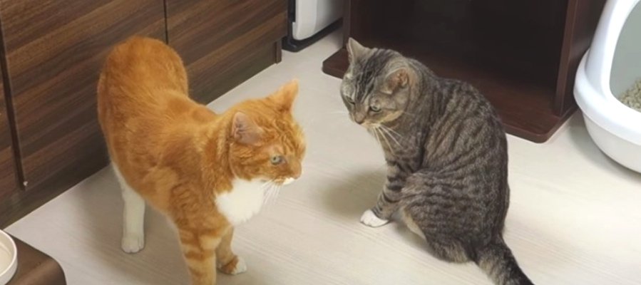 喧嘩を仕掛けてみたけれどやっぱり怖くなって萎縮しちゃう猫さん