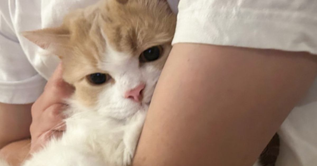 抱っこされている猫の『前足の動き』に胸がギュッ…大好きなパパへの『愛しすぎる仕草』に19万いいね「幸せだね」「たまらんすぎる」と大反響