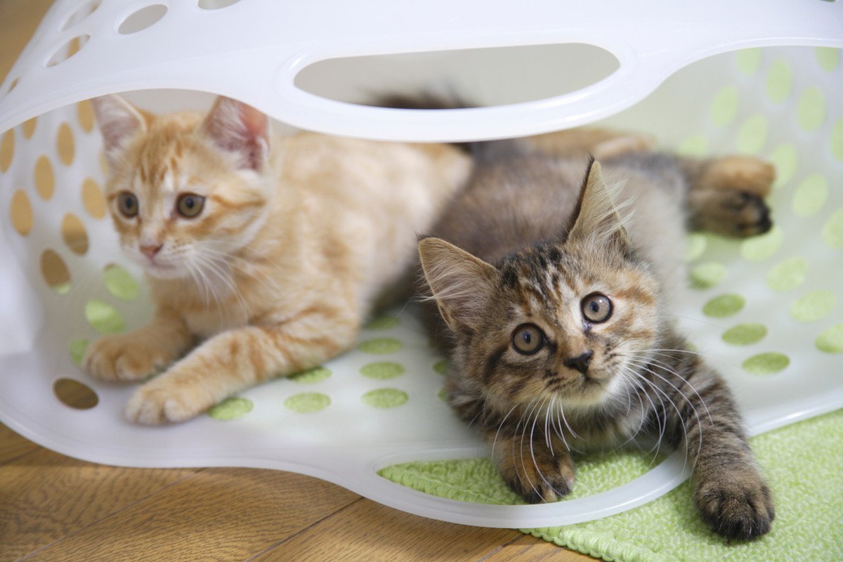猫が『飼い主さんに隠れてコソコソやっていること』5選　後ろめたさでもあるの？！