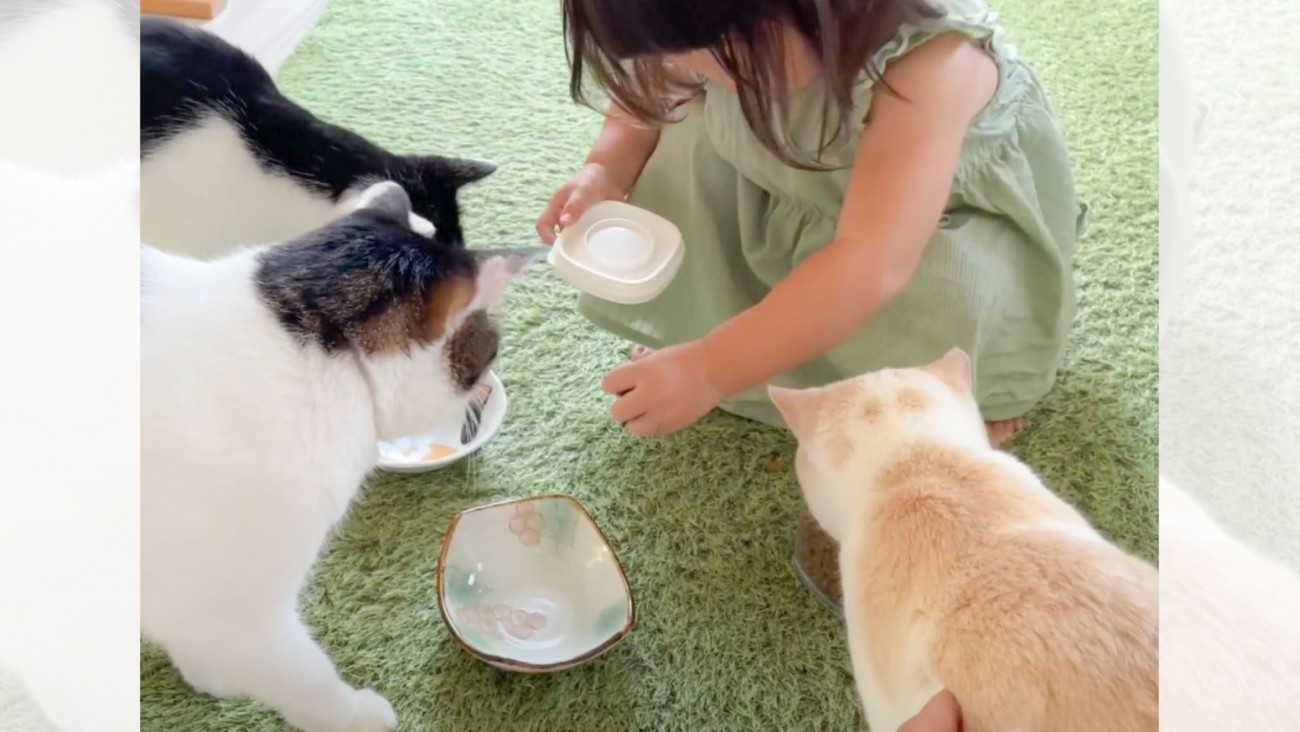 猫に1歳児が『初めてご飯をあげた』結果…素敵な『気遣い』に感動すると12万再生「優しくてほっこりした」「既に信頼関係が」の声