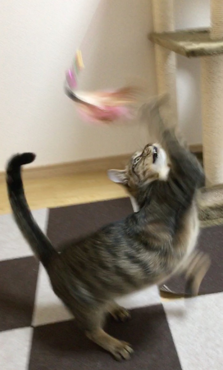 紐を噛みきってしまう猫ちゃんにお勧めしたい！びょんびょん猫じゃらし