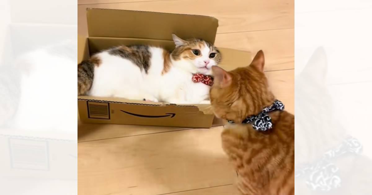 ダンボールの中でくつろいでいた猫→同居猫に襲われた結果…"まさかの展開"が笑えると15万再生「かわいい争い」「交代しろよって感じがｗ」