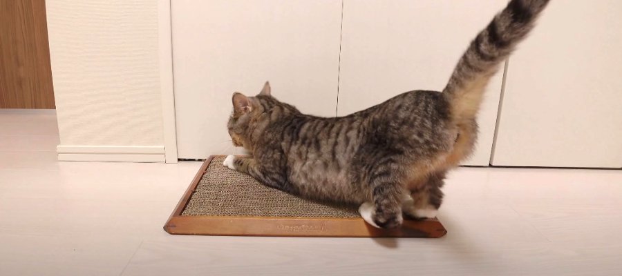 爪とぎに並んでる！？順番をきちんと守る猫ちゃんが可愛い