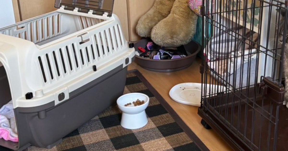 病院に連れていかれることを察知した猫→『ケージの中』を見ると…可愛すぎる行動に２万いいねの反響「気配消してて笑ったｗ」「賢いなぁｗ」