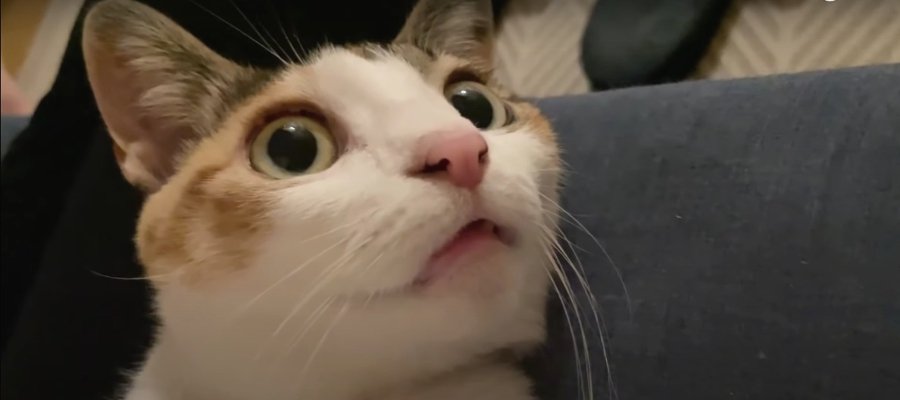 まんまるな瞳で見つめる猫ちゃん！その先には…？