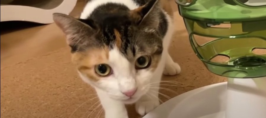 猫ちゃんの狩猟本能を満たす！遊びながら食べられるおもちゃとは？