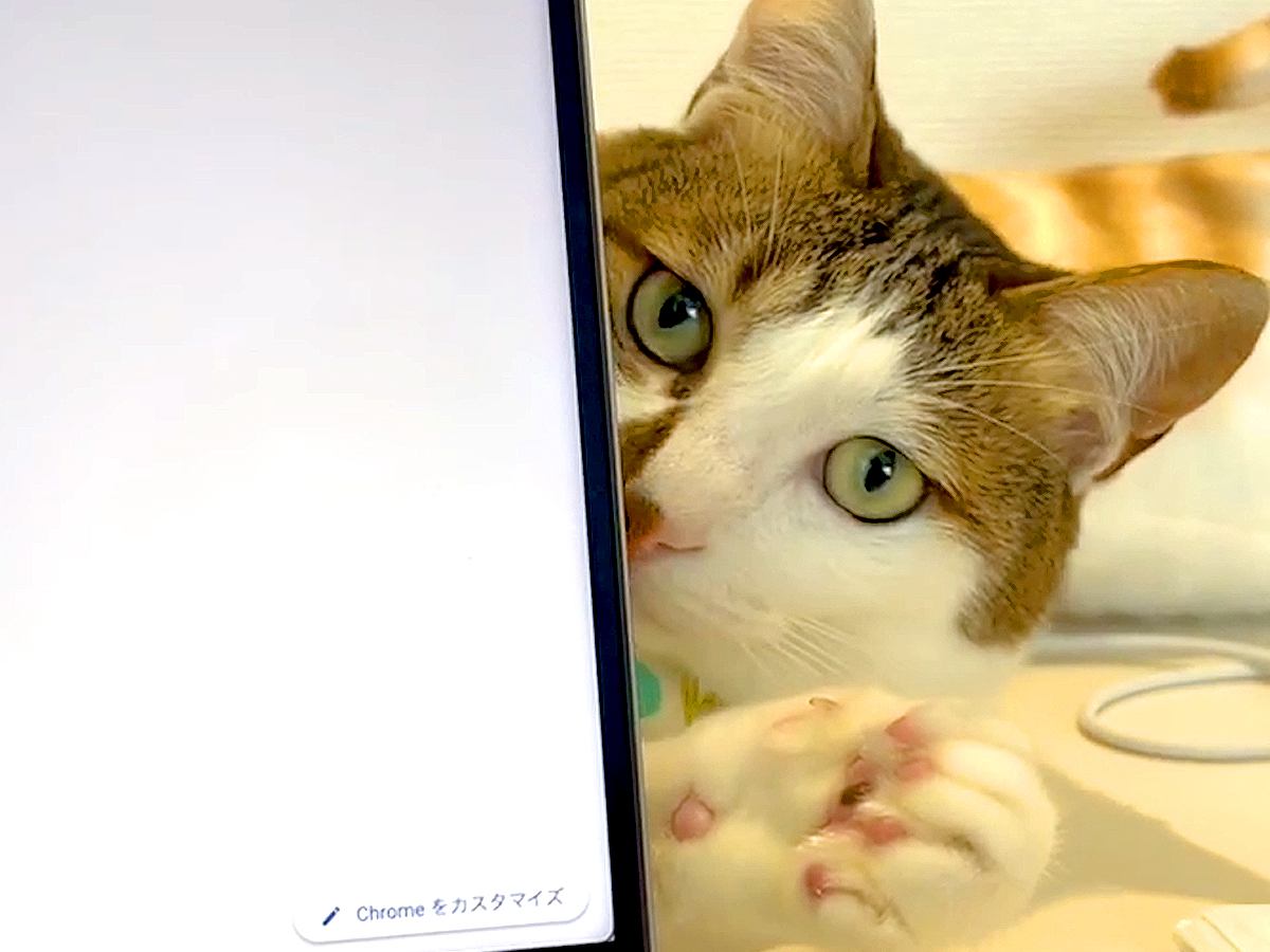パソコンで作業中、猫が気を引こうとして…思わず許してしまう『妨害行為』が29万再生「ギリギリを分かってて攻める」「一緒にいたいんだよね」