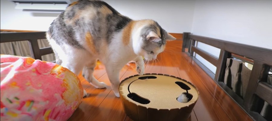 子猫の頃を思い出す♡懐かしのおもちゃで遊ぶ猫ちゃん