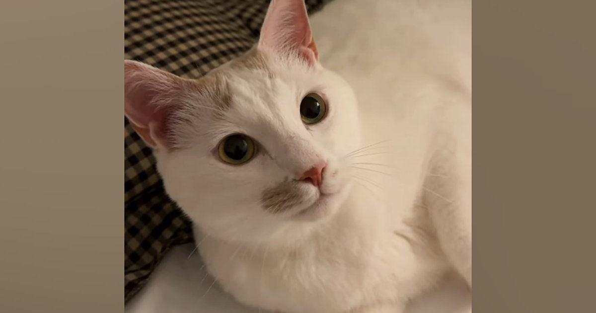 先にベッドに向かって、飼い主を待っていた猫…とんでもなく尊い『就寝前のルーティン』が45万再生「むしろ待ちたい」「愛しすぎるぅぅ」