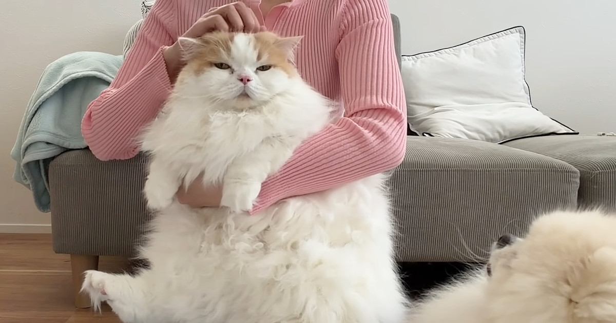 猫のお手入れをしていると、犬が近づいてきて…思わず笑ってしまう『可愛すぎる行動』に「どこで覚えたのｗ」「もう本当に癒されるｗ」の声