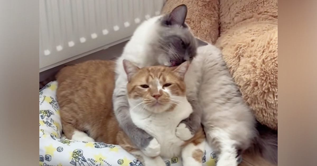 お兄ちゃん猫をバックハグ→愛情込めて『毛繕いしていた弟猫』が、次の瞬間…まさかの行動が17万再生「ロックされてて笑う」「だれかれ構わずｗ」