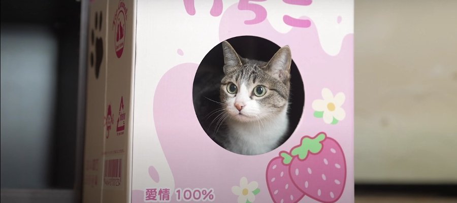 猫アイテムにも春気分♪可愛すぎるいちごミルク型ハウス