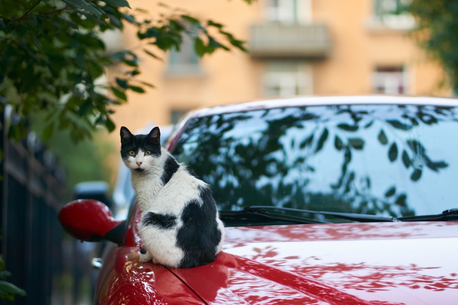 猫バンバンステッカーを貼る理由と入手方法