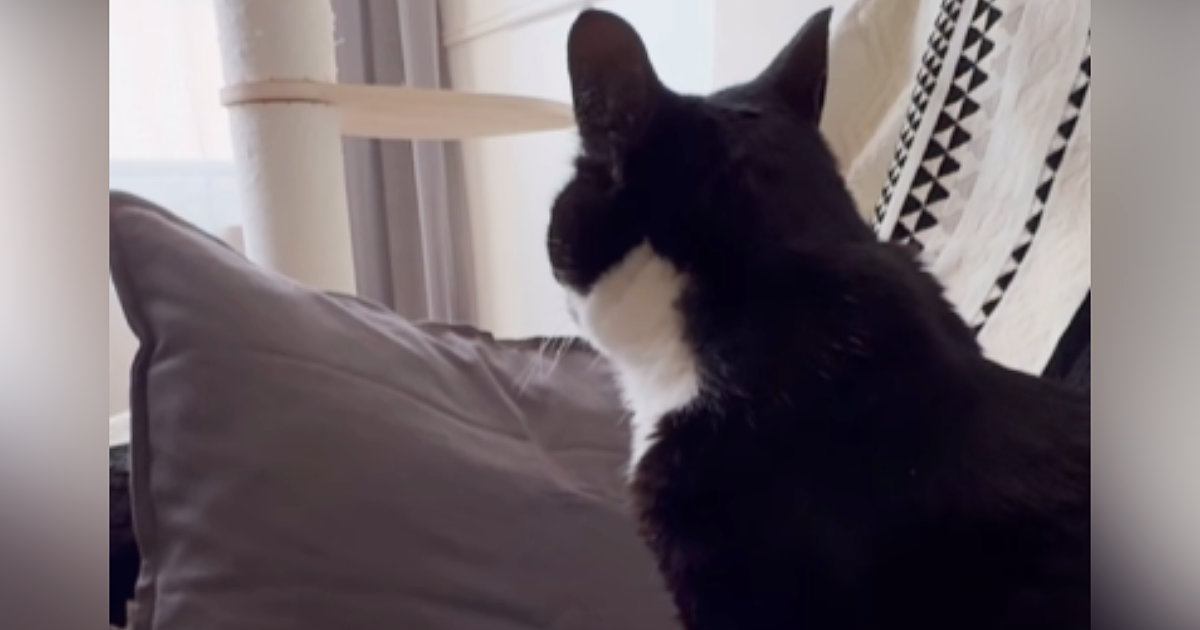 猫を『病院で間違えられた名前』で呼んでみたら……驚きの『賢すぎる反応』が27万再生「ナンチャラｗｗ」「根に持ってるのかなｗ」と反響
