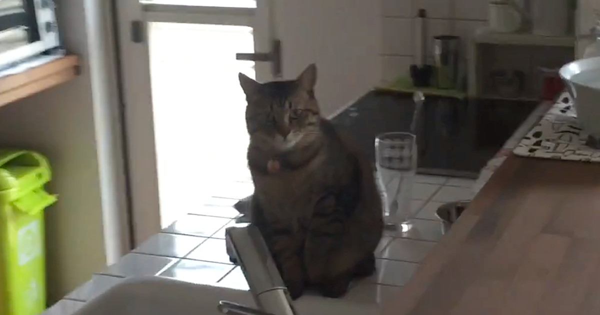 水が飲みたい猫→シンクの横に座り、飼い主をじっと見つめて…たまらなく可愛い行動に「もうニヤニヤしてしまった」「なんて甘えっ子さん」の声