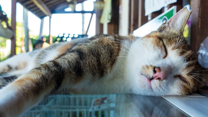 猫が夏バテする理由と対策について