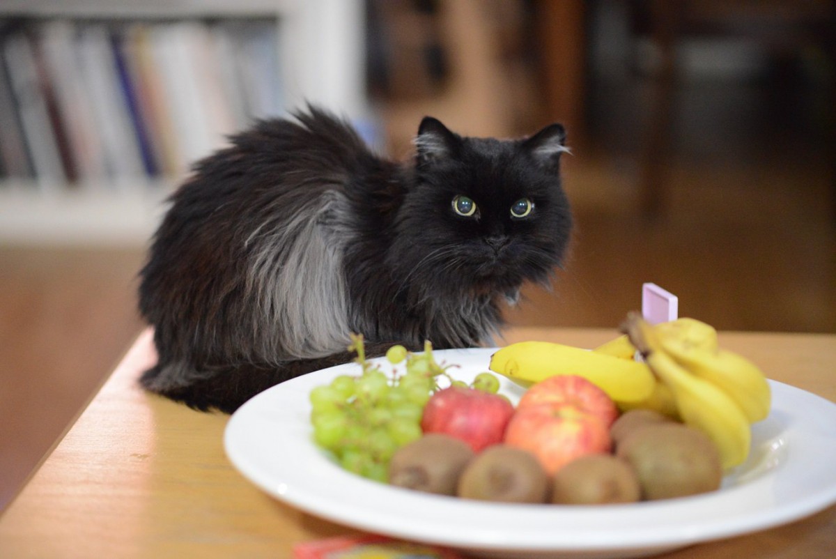 猫に与えてもOKな『くだもの』4選！与える際に注意すべきことも