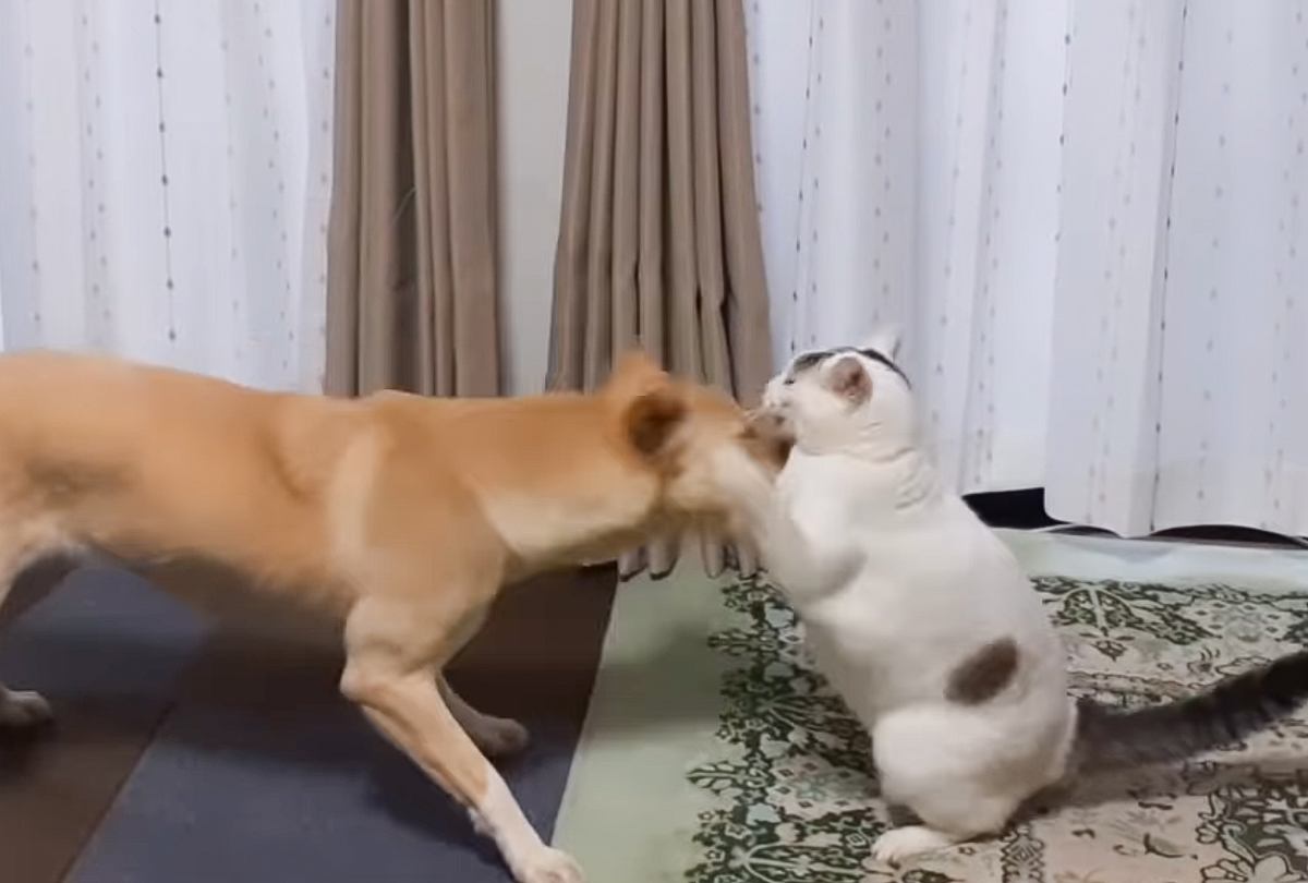 誘い方が少し乱暴で同居犬に相手にされなかった元保護猫→ネコパンチを喜ぶ『新入り元野犬』と出会った結果が…「号泣」「うるうるきた」と反響