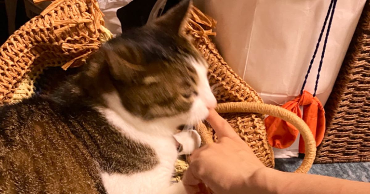 獣医師『なんで異常に気付けたの？』→猫の飼い主さんが放った『衝撃の一言』に5万7000いいね「愛がなきゃできないね」「飼い主の鑑」と話題